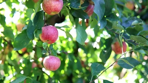 Red ripe organic apples on apple tree branch Stock Footage 316910548