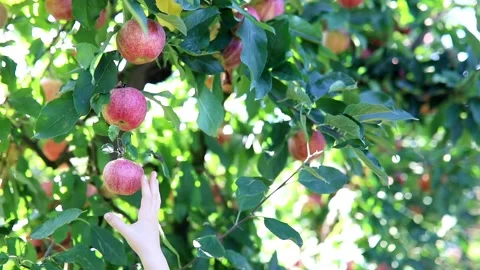 Red ripe organic apples on apple tree branch Stock Footage 316910552