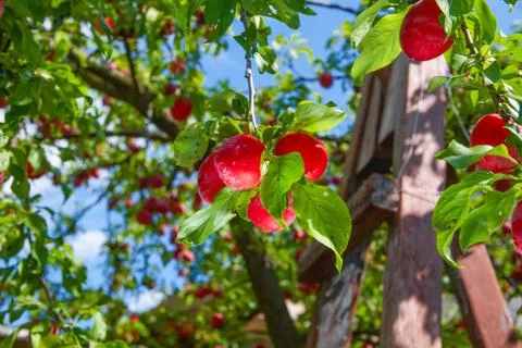 Red ripe plums on the tree Stock Photos