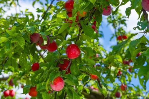 Red ripe plums on the tree Stock Photos