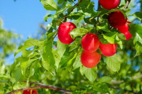 Red ripe plums on the tree Stock Photos