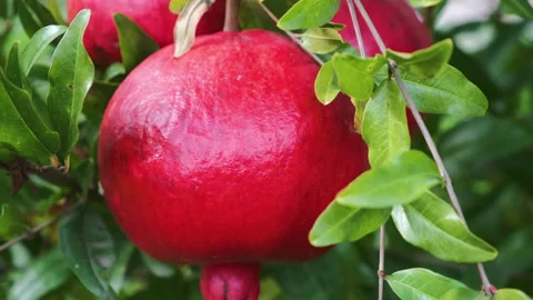 Red ripe pomegranate fruit on tree branch in the garden. close up. Stock Footage 142276657