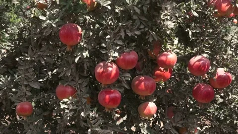 Red ripe pomegranates on the tree Stock Footage 164622854