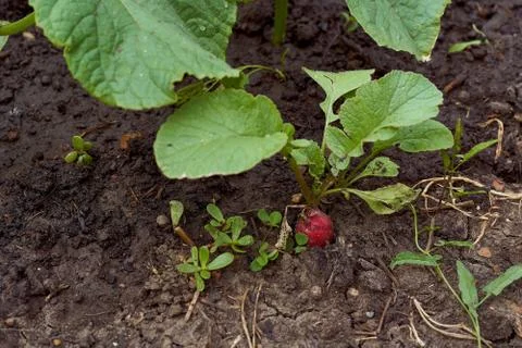 Red ripe radish with a bot against the soil Stock Photos