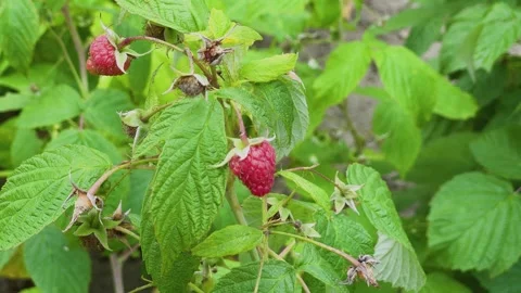 Red ripe raspberries growing on a bush Stock Footage 306161853