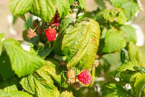 Red ripe raspberry grows on a bush. Care of berry bushes Stock Photos