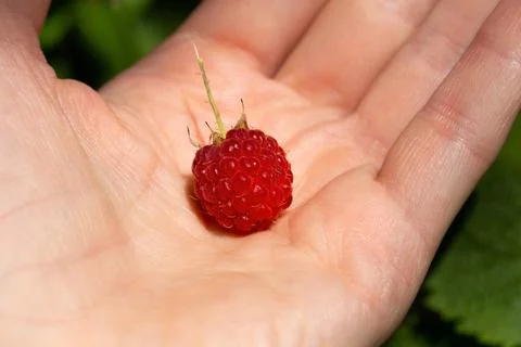 Red ripe raspberry on a hand macro photo good for cards, posters, website Stock Photos