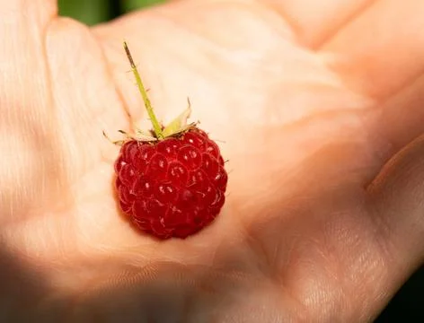 Red ripe raspberry on a hand macro photo good for cards, posters, website Stock Photos