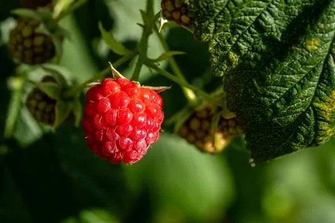 Red ripe raspberry hanging on a bush surrounded by other fruits Foto stock
