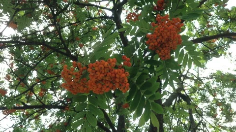 Red ripe rowan berries on a tree with green leaves. Stock Footage 68965817