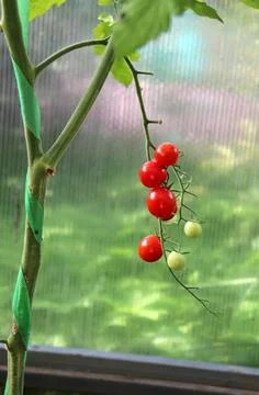 Red, ripe, small cherry tomatoes on a plant branch in a greenhouse Stock Photos