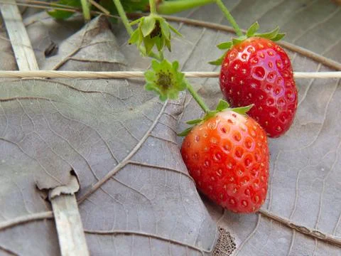 Red ripe strawberries and green strawberries Stock Photos