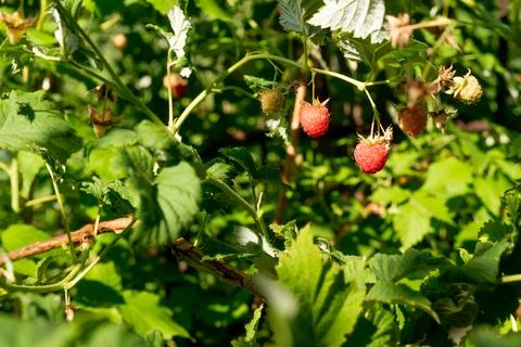 Red ripe sweet raspberry on the course in the vegetable garden in the garden Stock Photos
