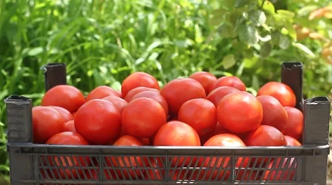Red ripe tomato in container 스톡 동영상 45576389