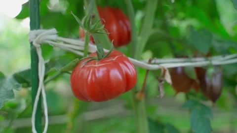 Red ripe tomato growing in a vegetable garden, close-up. Smooth camera movement Stock Footage 317296467