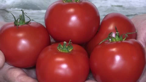 Red ripe tomatoes in hands, closeup. Stock Footage 160102490
