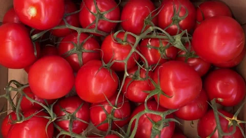 Red ripe tomatoes in top tracking shot Stock Footage 283193265