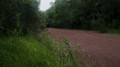 Red river going through a forest 4K Stock Footage 168394986