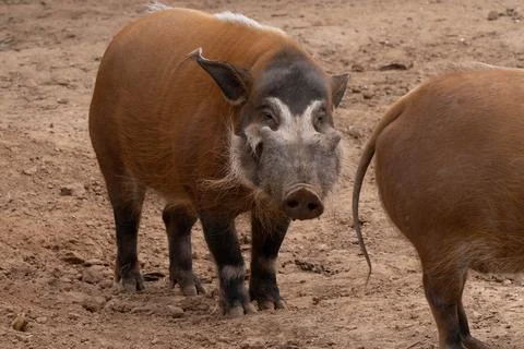 Red river hog in captivity gets a close up on a sunny day Stock Photos