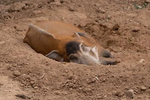 Red river hog in captivity gets a close up on a sunny day Stock Photos