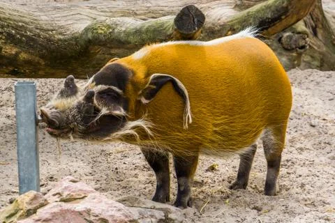 Red river hog drinking water from a water system in the zoo, tropical wild bo Stock Photos