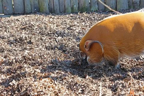 A red river hog explores a forest floor covered in dry mulch, its natural for Stock Photos
