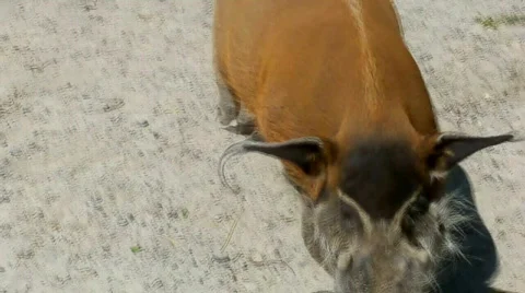Red river hog Stock Footage 504390