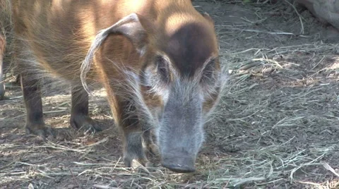 Red River Hog Stock Footage 908587