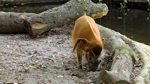 Red river hog  Video stock 93529324
