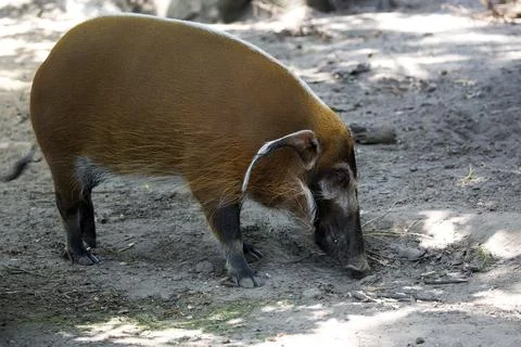 Red river hog in the glade Stock Photos
