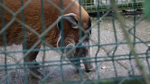 Red River Hog Licking the Floor Stock Footage 339086087
