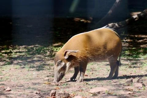 Red river hog Stock Photos