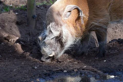 Red river hog Stock Photos