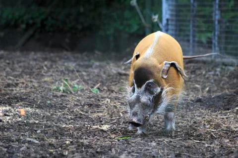 Red River Hog. Fotos Stock