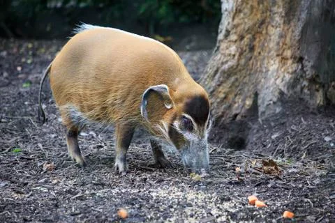 Red River Hog. 스톡 사진