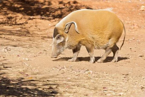 Red River Hog 스톡 사진
