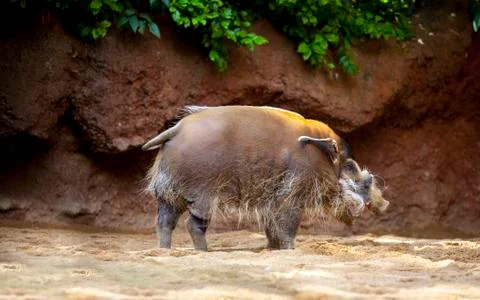 Red river hog Stock Photos