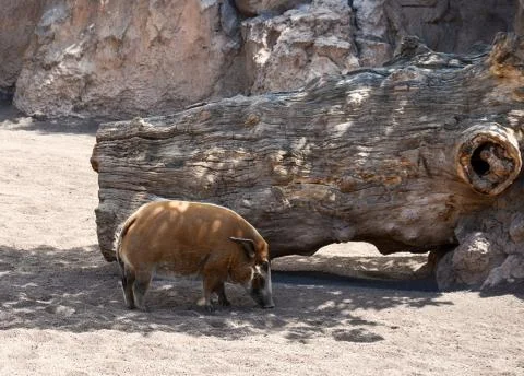 Red river hog Stock Photos