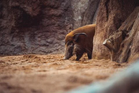 Red River Hog Stock Photos