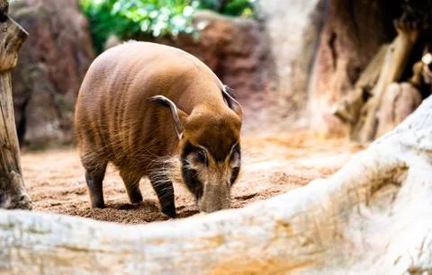 Red River Hog Stock Photos