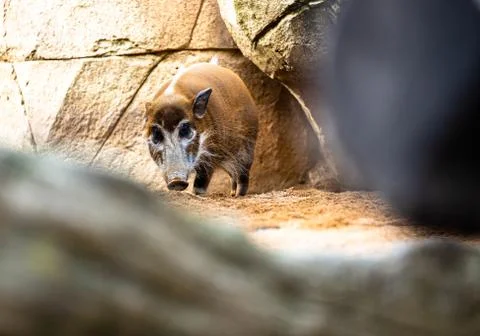 Red River Hog Stock Photos