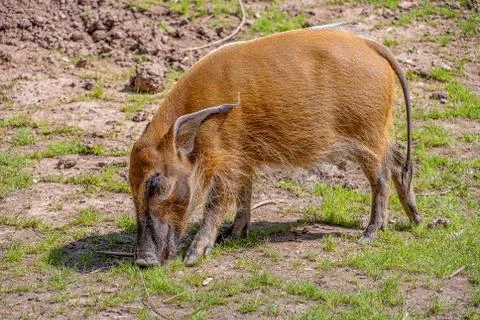Red River Hog Stock Photos