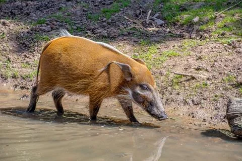 Red River Hog Stock Photos