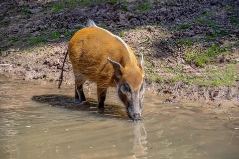 Red River Hog Stock Photos