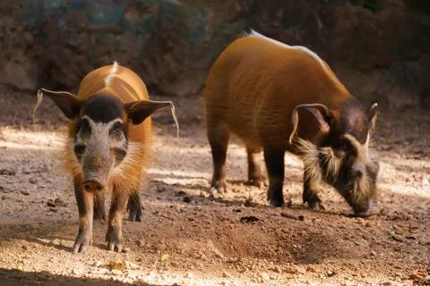 Red river hog Foto stock