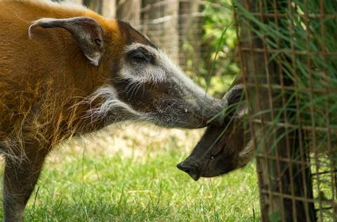 Red river hog Stock Photos