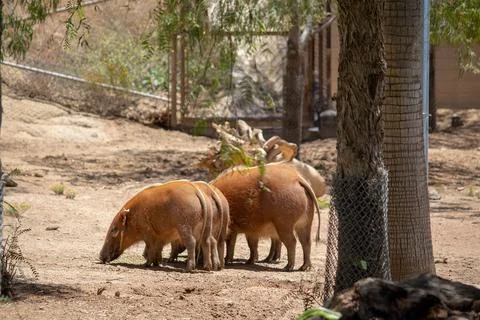 RED RIVER HOG Stock Photos