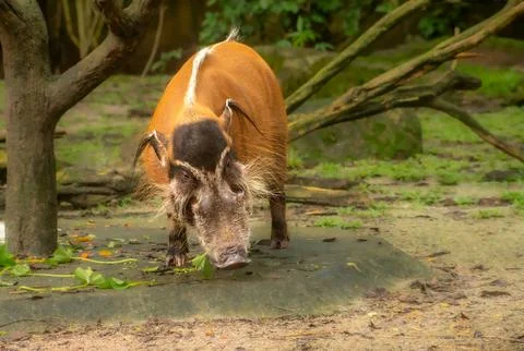 Red river Hog Stock Photos