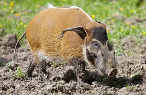 Red River Hog Stock Photos