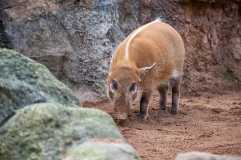 Red river hog Fotos de archivo